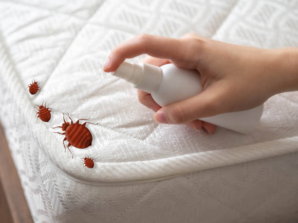 Insect Control in Junction City, OR