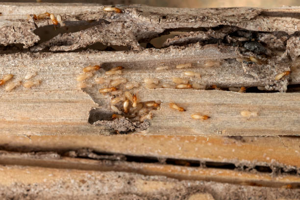 Best Pest Prevention Services  in Junction City, OR
