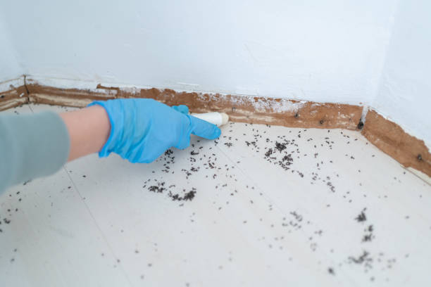 Best Emergency Pest Control  in Junction City, OR